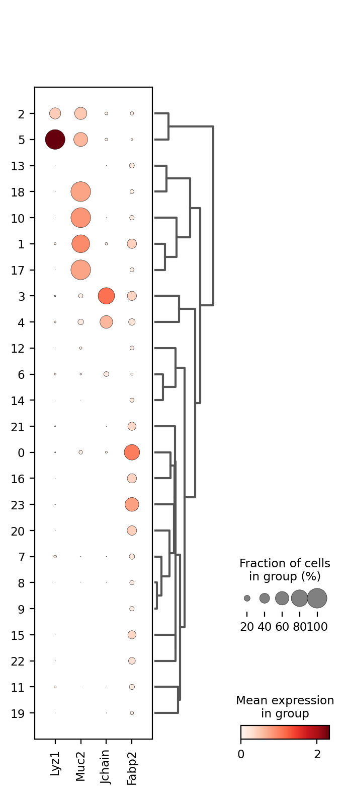 cell type marker dot plot 