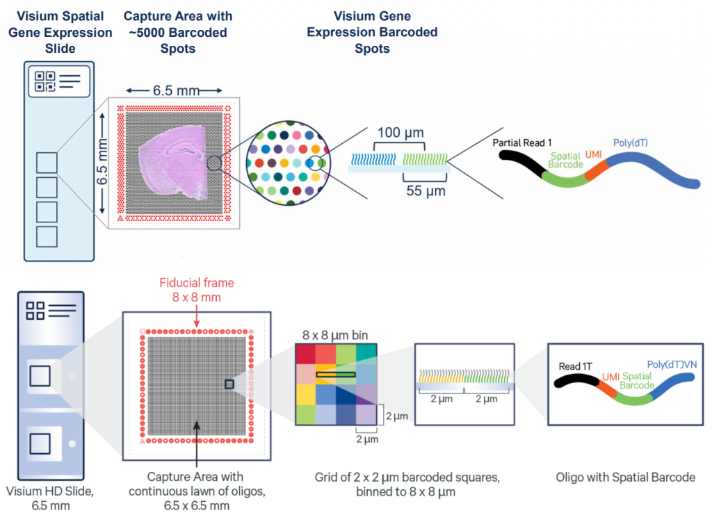 Visium (top) and Visium HD (bottom) slide capture area structure. Credit 10Xgenomics.com