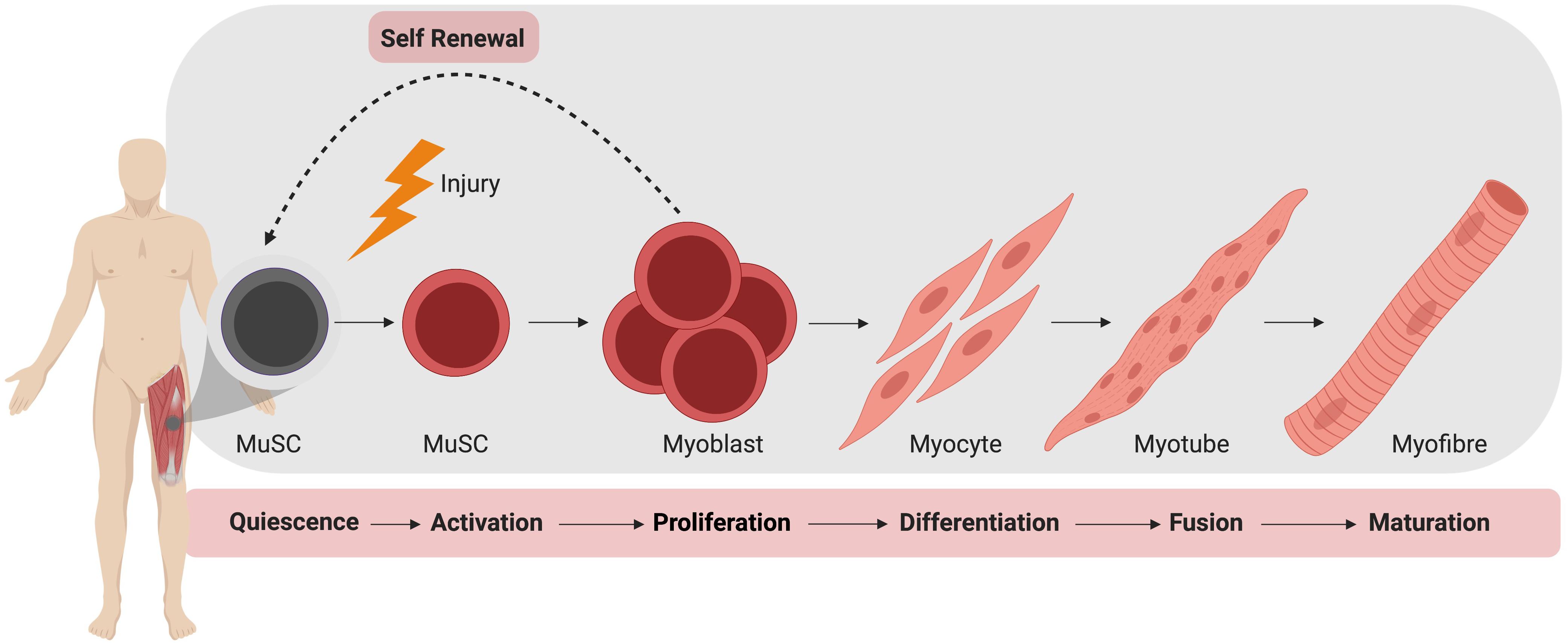 Dynamic biological process (Nguyen et al., Front. Cell Dev. Biol. 2019, 7: 254)