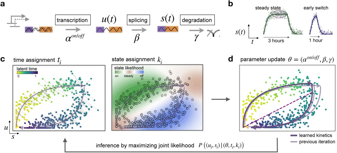 scVelo dynamical model solves the full splicing kinetics and generalizes to transient populations.
